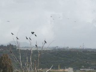 lle del Simeto-24-02-2013 11-44-17